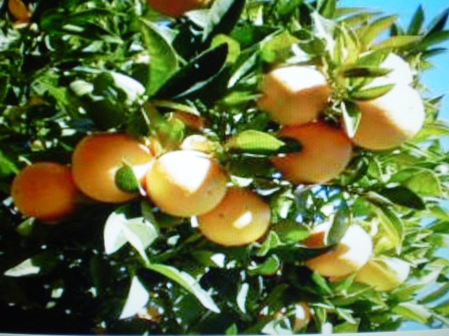 Pomaranč sladký - aromatická vonná silica (10ml)