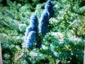 Jedlika - aromatick vonn silica (10ml)