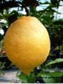 Citron taliansky - aromatická vonná silica (10ml)